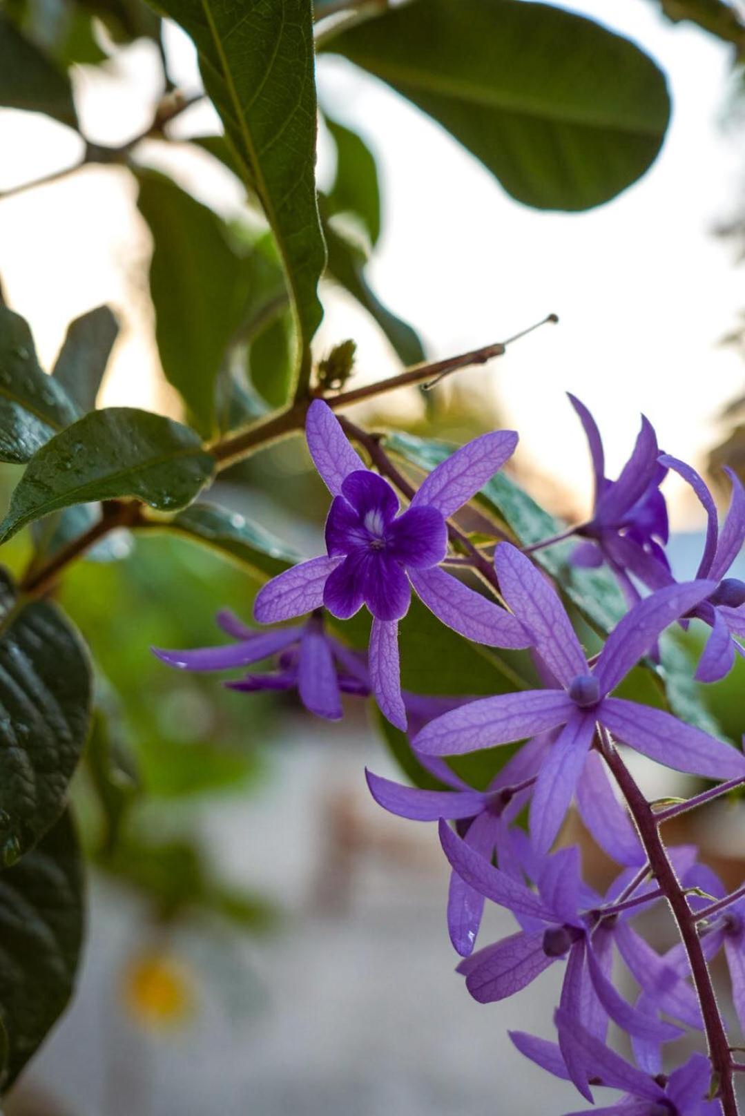 מלון פאג'ה The Garden מראה חיצוני תמונה